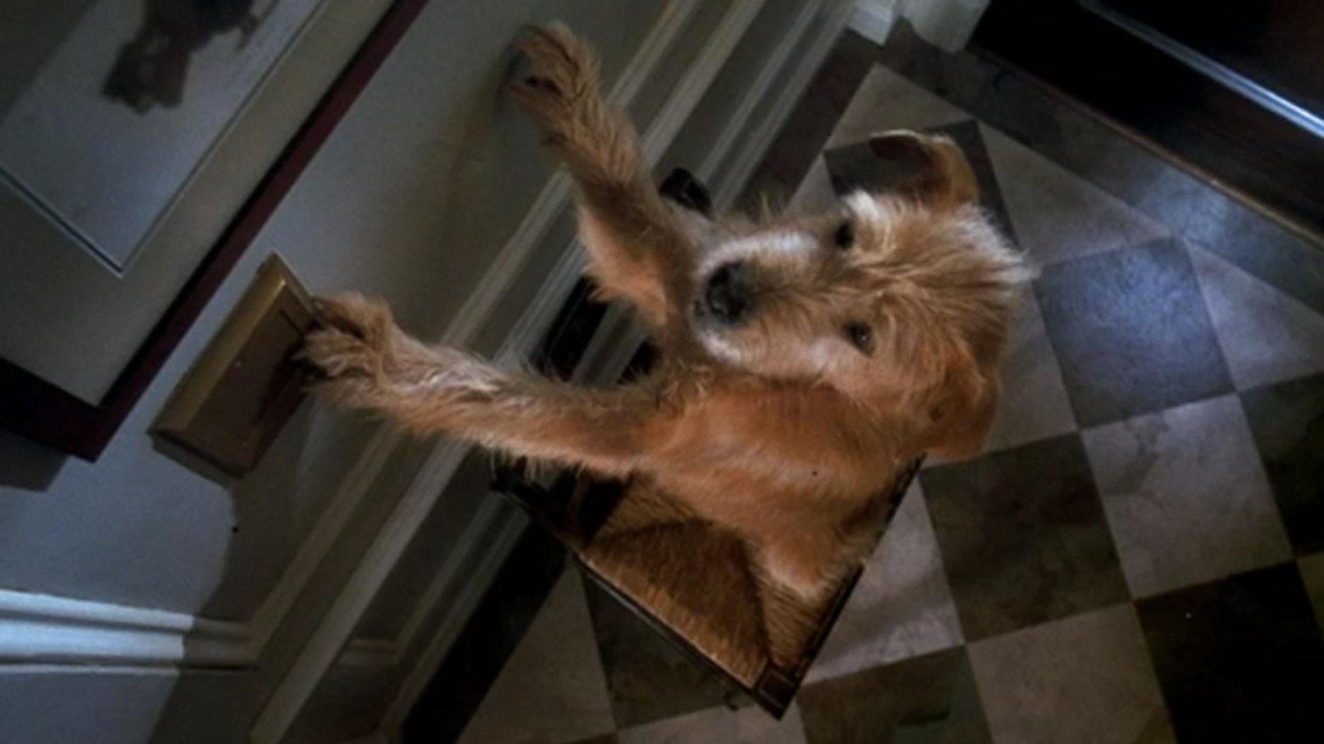 Dr. Dolittle 2